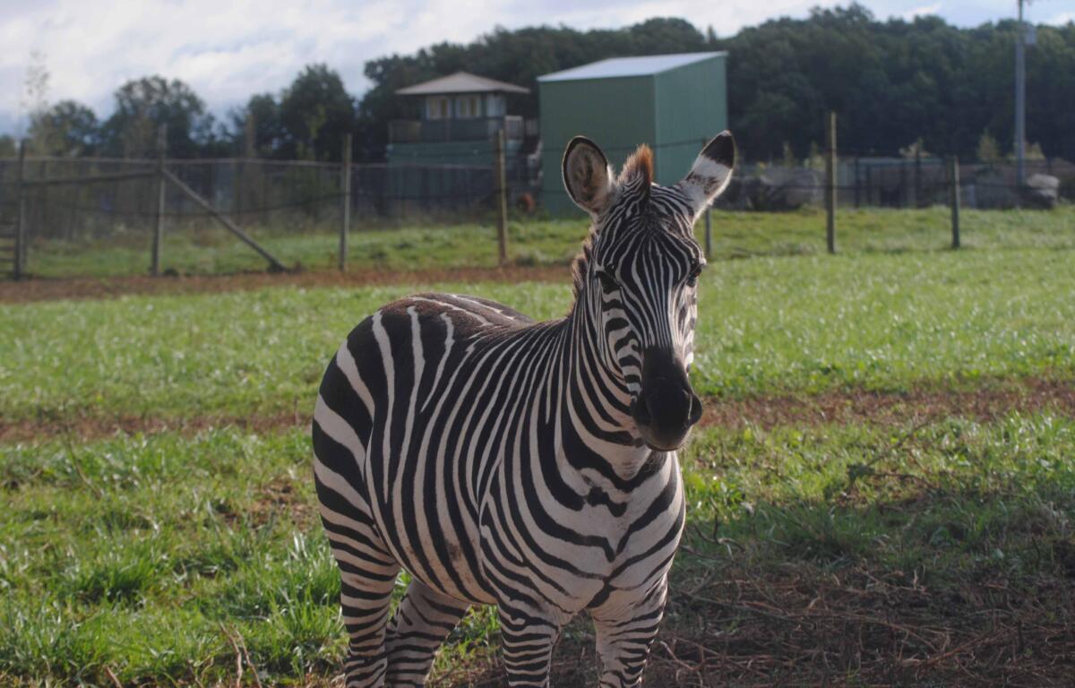 African Safari Wildlife Park nominated for USA Today 10Best award