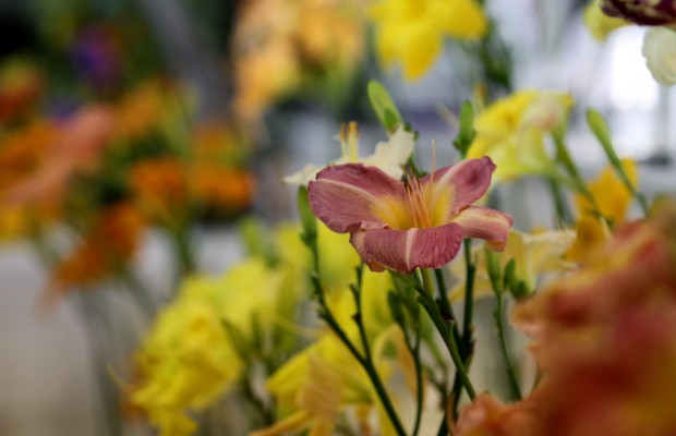 Goldfuss girls not ‘Frozen’ out in Flower Show