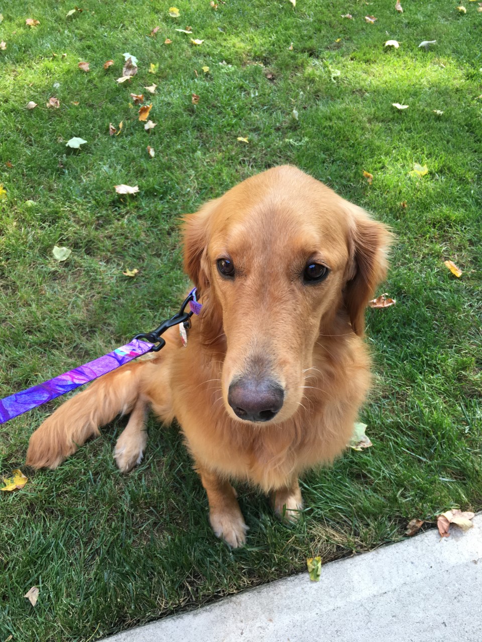 Auditor’s Office announces 2022 Dog Registration Program