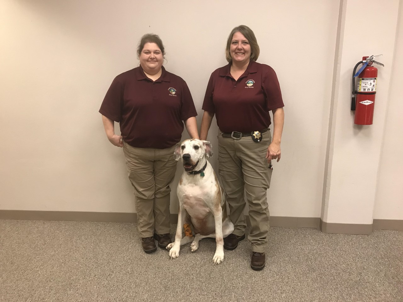 Dog warden gives tips and explains stray dog procedures