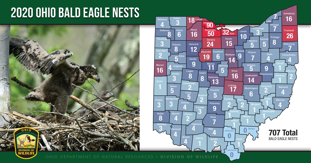 More than 700 bald eagle nests found in Ohio Crawford County Now