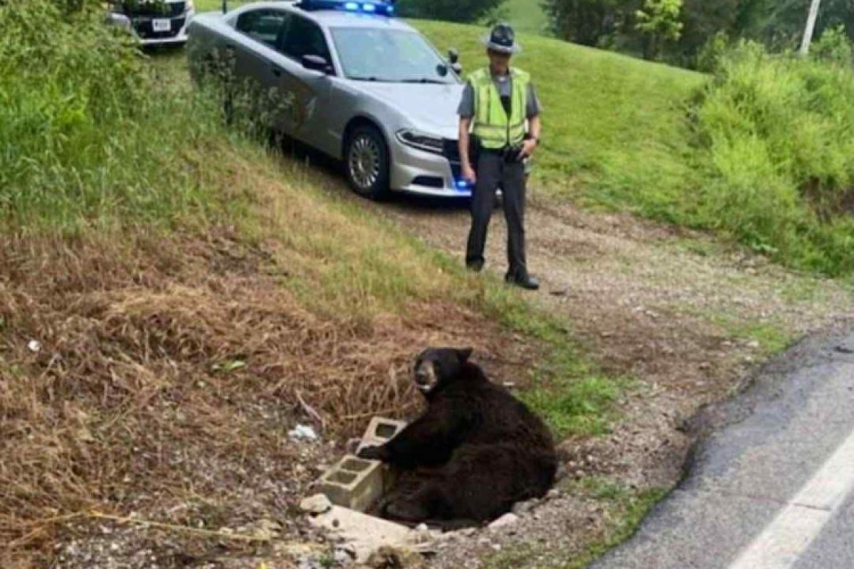 Black Bear fatally struck by pickup truck in Richland County - Crawford ...