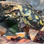Turtle eating.