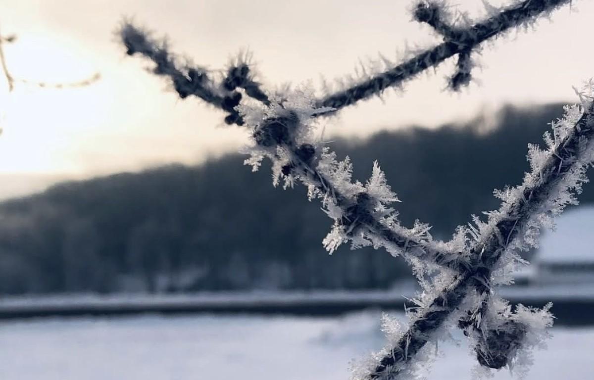 Tree branch with snow. 