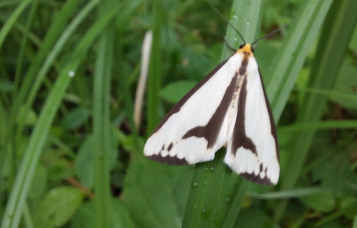 White moth with black markings perched on a blade of grass amid green vegetation