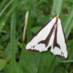 White moth with black markings perched on a blade of grass amid green vegetation