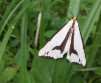 White moth with black markings perched on a blade of grass amid green vegetation