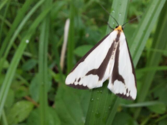 White moth with black markings perched on a blade of grass amid green vegetation