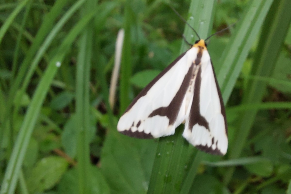 White moth with black markings perched on a blade of grass amid green vegetation