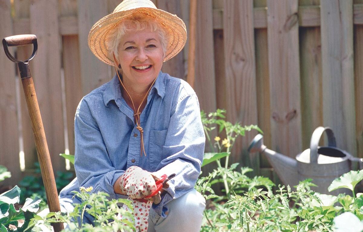 Smiling older woman in a straw hat pruning a tomato plant in a sunny backyard garden with a shovel nearby