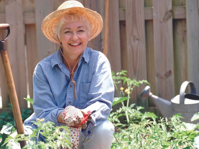Smiling older woman in a straw hat pruning a tomato plant in a sunny backyard garden with a shovel nearby