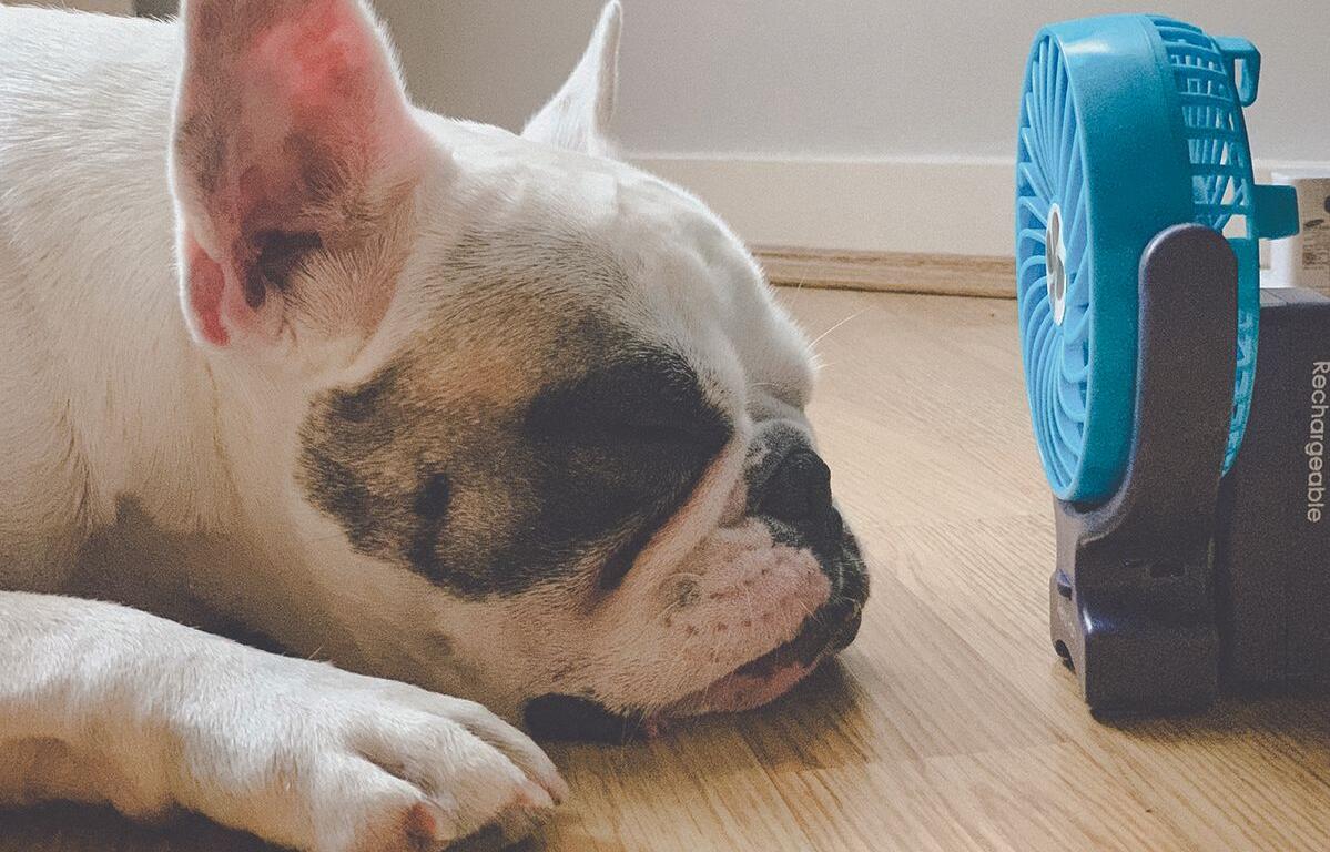 White French Bulldog sleeping on a wooden floor beside a blue portable fan.