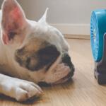 White French Bulldog sleeping on a wooden floor beside a blue portable fan.