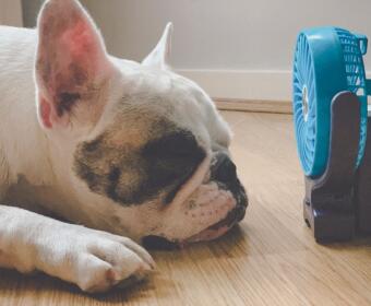 White French Bulldog sleeping on a wooden floor beside a blue portable fan.