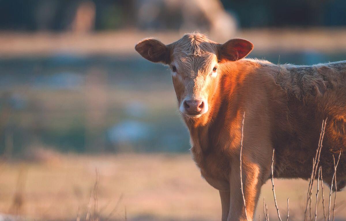 Brown cow standing in a sunlit field, facing the camera with warm evening light on its coat.