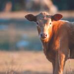 Brown cow standing in a sunlit field, facing the camera with warm evening light on its coat.
