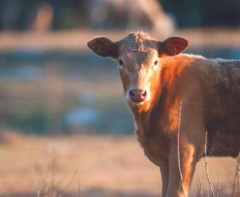 Brown cow standing in a sunlit field, facing the camera with warm evening light on its coat.