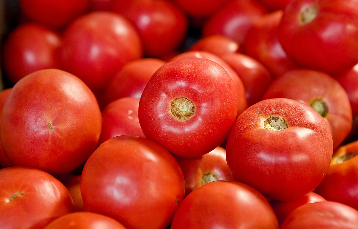 Pile of fresh red tomatoes with smooth shiny skin