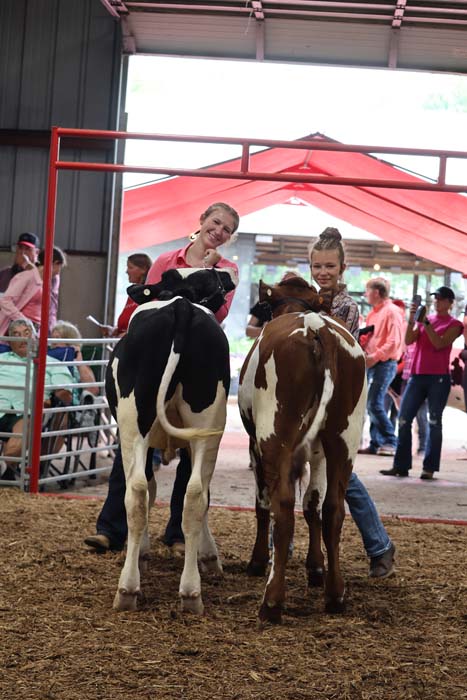Two girls in pink shirts lead young cows in a show ring, a black‑and‑white calf and a brown‑and‑white calf, with spectators under a red canopy in the background.