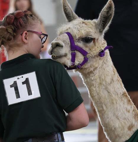 Girl with braided hair and number 11 on her green shirt pets a beige llama wearing a purple halter at an event.
