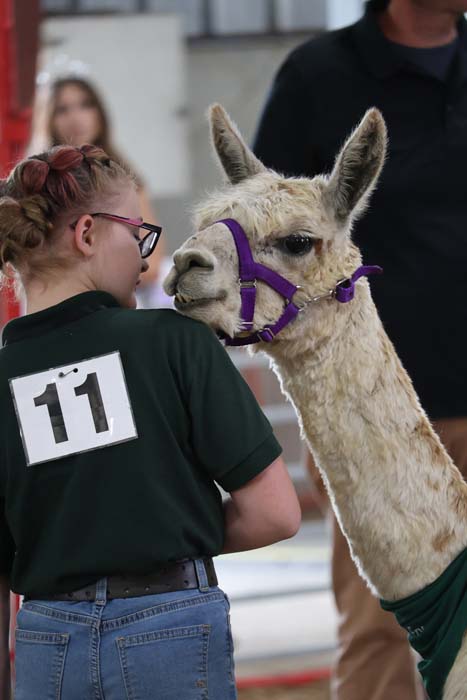 Girl with braided hair and number 11 on her green shirt pets a beige llama wearing a purple halter at an event.
