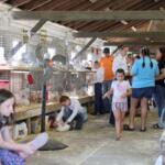 People inside a barn observing chickens in cages at a show; a man kneels to tend a chick while others watch nearby.