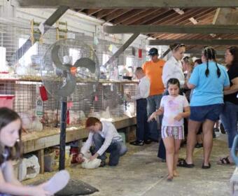 People inside a barn observing chickens in cages at a show; a man kneels to tend a chick while others watch nearby.