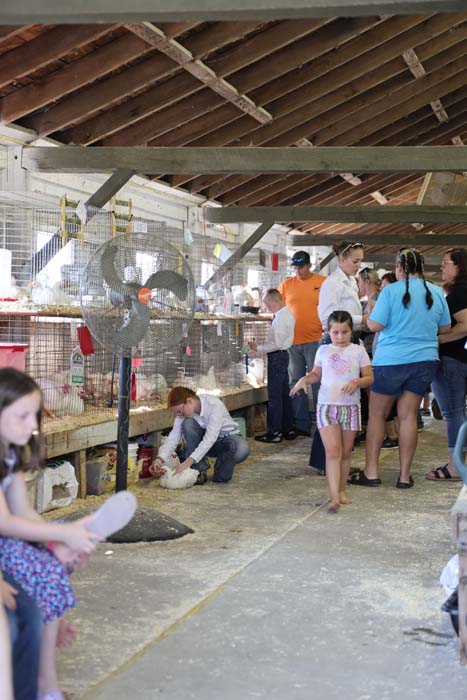 People inside a barn observing chickens in cages at a show; a man kneels to tend a chick while others watch nearby.