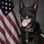 Police K-9 wearing a badge and harness, posed beside the U.S. flag.