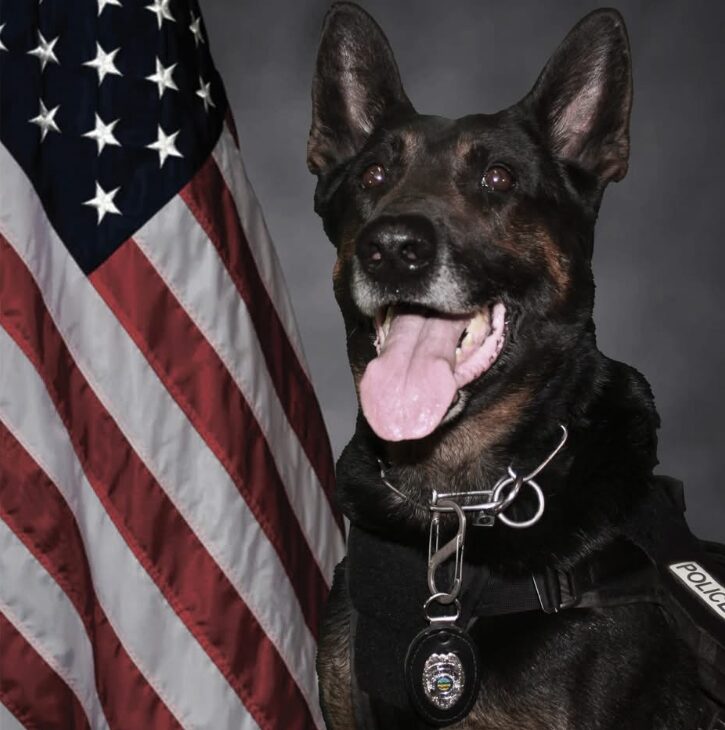 Police K-9 wearing a badge and harness, posed beside the U.S. flag.