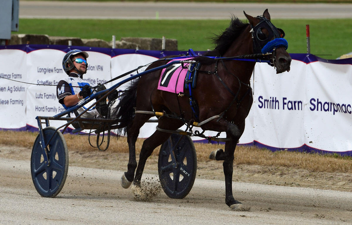 Brown horse pulling a two-wheeled sulky, rider in helmet and blue gear on a dirt track (pink bib 7).