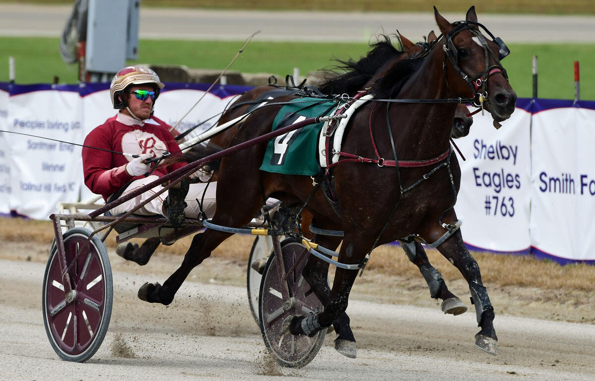 Harness racing driver in a red jacket and white helmet sits in a sulky behind a dark bay horse wearing a green saddlecloth with the number 4 on a dirt track.