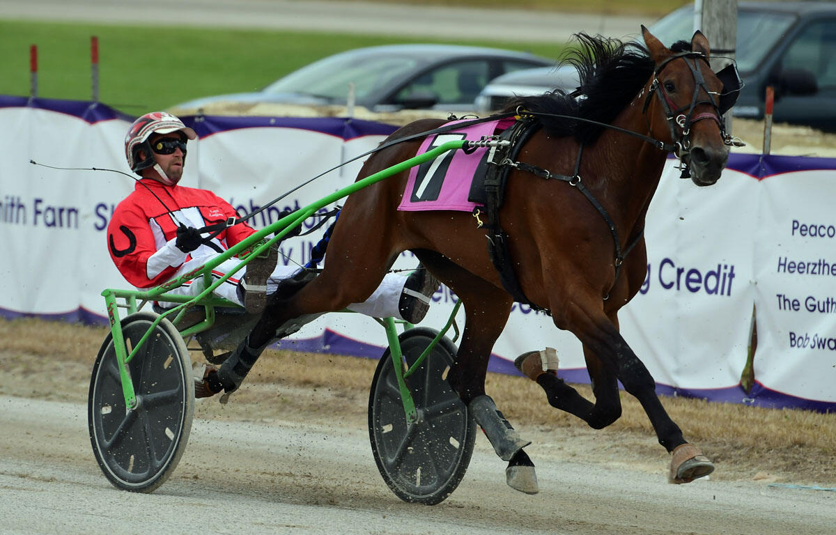 Jockey in a red racing jacket drives a brown horse in a green two-wheeled sulky on a dirt track, pink number 7 visible on the horse.