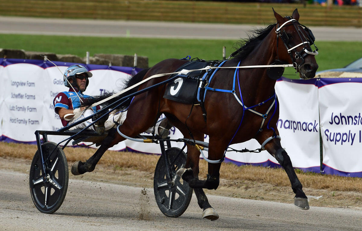 Brown horse pulls a sulky with a rider in blue-and-white gear during a harness race, number 5 on the harness plate, on a dirt track.