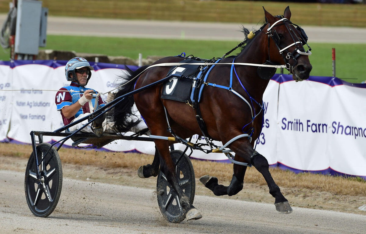 Dark brown harness racing horse in a two-wheeled sulky, driven by a jockey in blue and maroon, mid-race on a dirt track.
