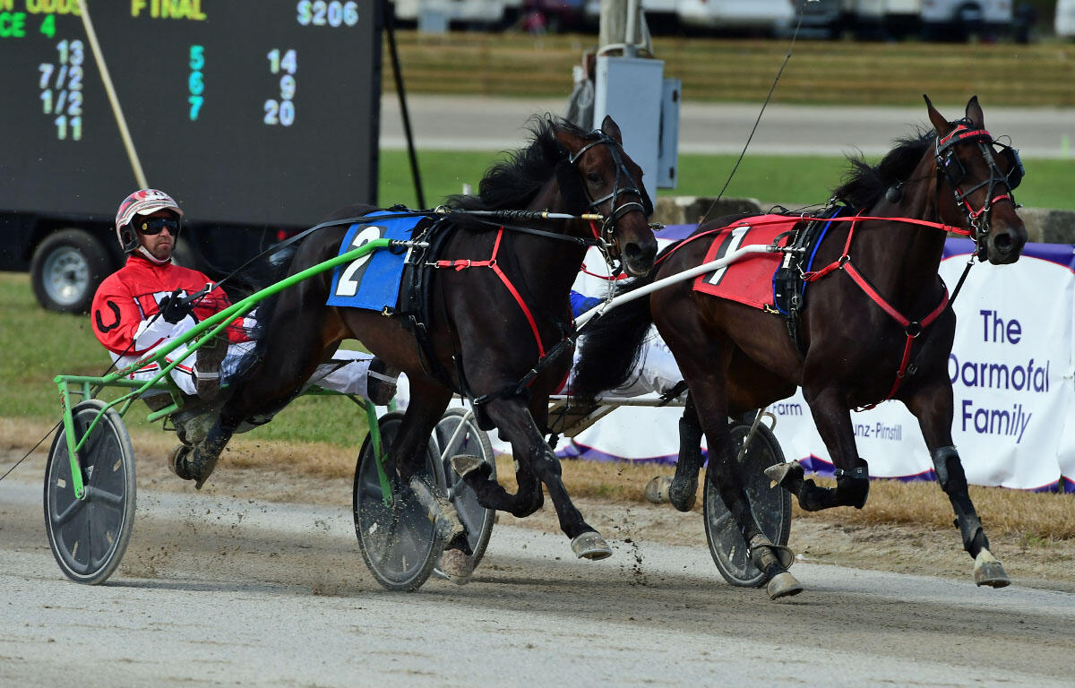 Two sulkies race side by side on a dirt track, drivers in red and blue, horses pulling with green and white shafts and numbered blue and red banners Vivid action finish.