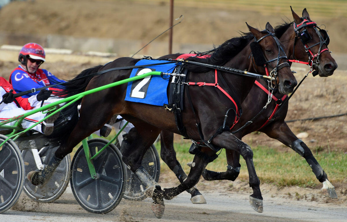 Two dark horses sprint side-by-side in a harness race, pulling a sulky with a blue number-2 bib and a driver in red-blue gear present on a dirt track.