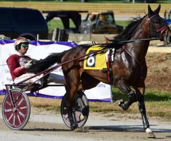 Brown horse pulling a racing sulky with a driver in red and white helmet and maroon outfit, number 6 on the saddle cloth, racing on a track with banners in the background.