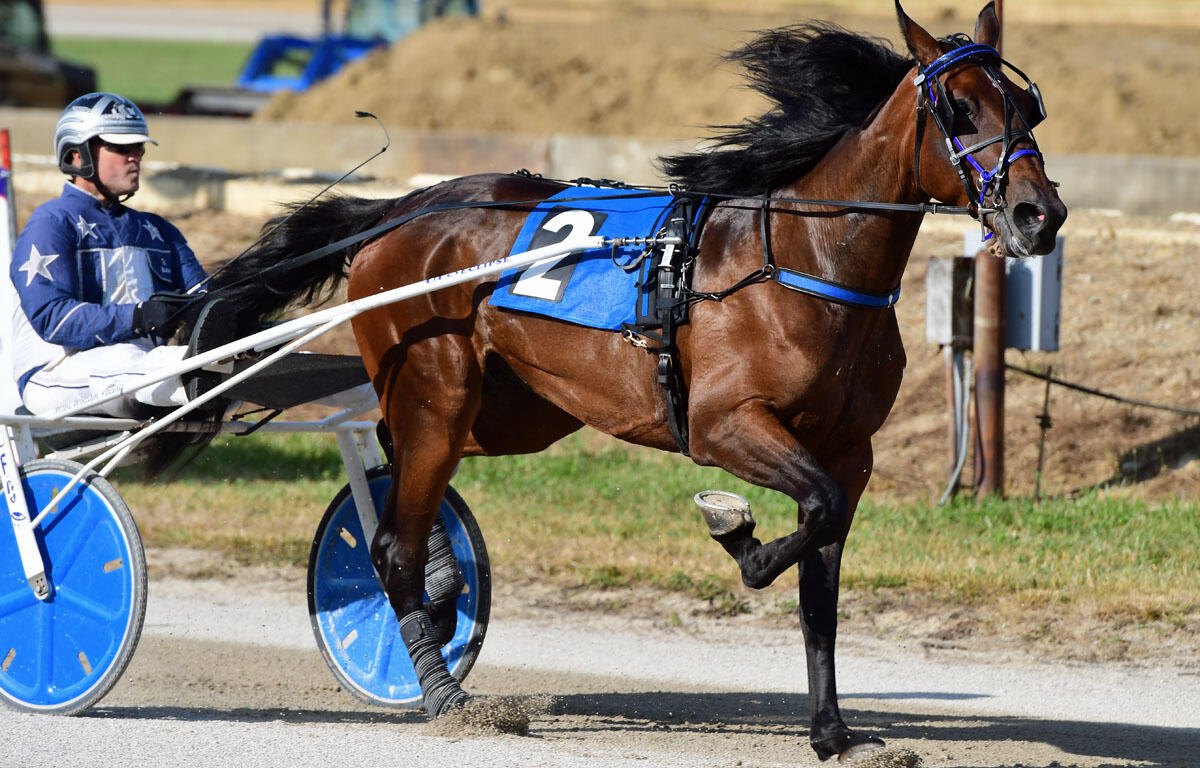 Brown racehorse in blue tack pulling a sulky with a driver in a blue racing outfit on a dirt track, number 2 saddle cloth visible