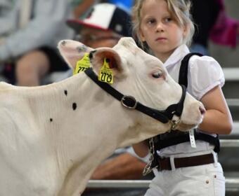 Young girl in a white shirt leads a white cow with yellow ear tags at a livestock show.