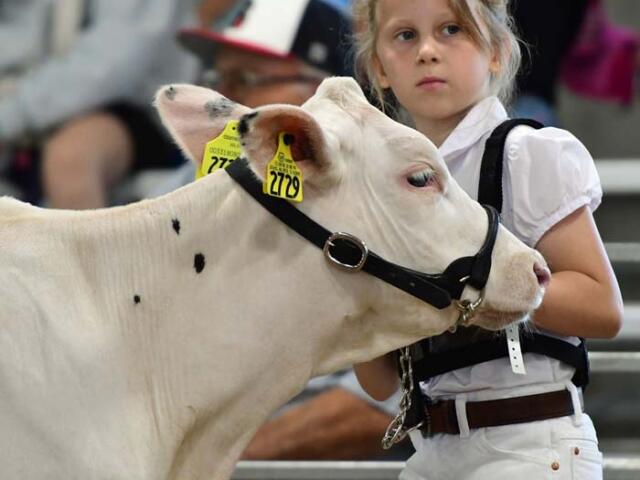Young girl in a white shirt leads a white cow with yellow ear tags at a livestock show.