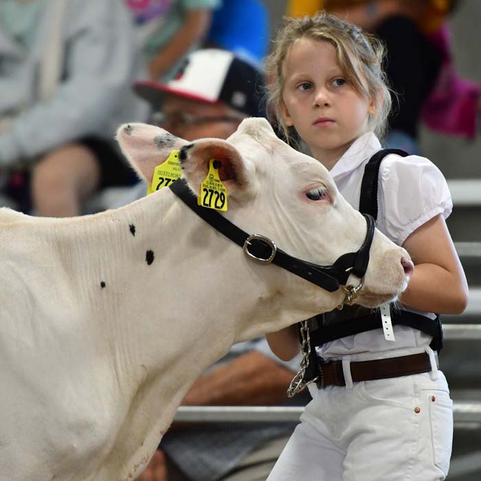 Young girl in a white shirt leads a white cow with yellow ear tags at a livestock show.
